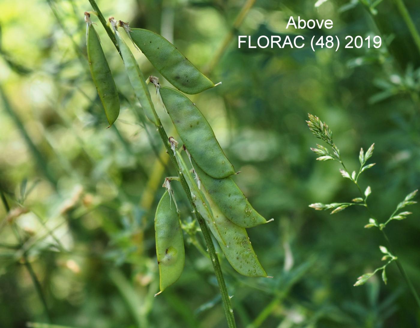 Vetch, Fine-leaved fruit